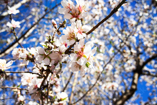 Almond tree bunch with white flowers in full bloom at sunny day in the spring. Beautiful flower background
