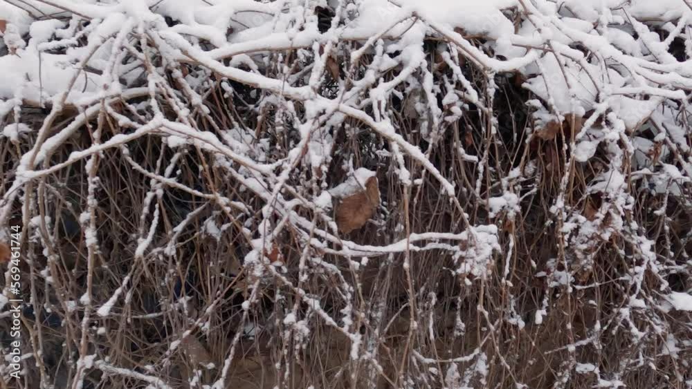 Top of fence densely overgrown with climbing plants in winter Top of fence densely overgrown with climbing plants in winter