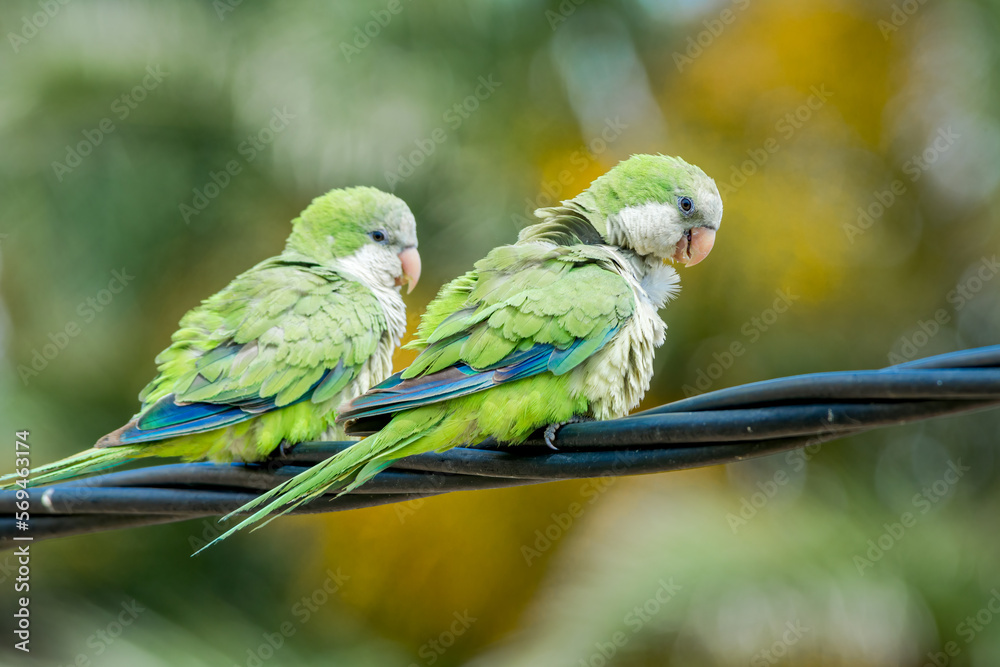 Obraz premium Monk Parakeets (Myiopsitta monachus) in park, Montevideo, Uruguay