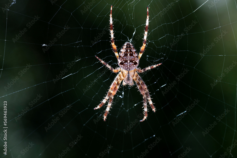 Close-up of garden spider hanging on web, Araneus Diadematus, Bavaria, Germany Close-up of garden spider hanging on web, Araneus Diadematus, Bavaria, Germany