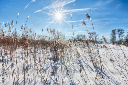 Grass straw on snow field photo