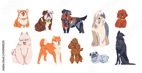Different dogs breeds set. Cute purebred doggies, puppies. Corgi, Akita Inu, Bobtail, Border Collie, English bulldog pedigrees collection. Flat vector illustrations isolated on white background