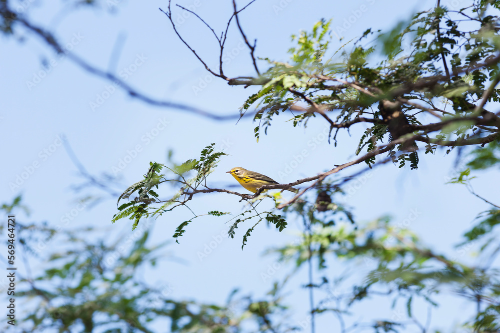 Blackburnian Warbler bird perching on tree branch, Cienfuegos, Cuba Blackburnian Warbler bird perching on tree branch, Cienfuegos, Cuba