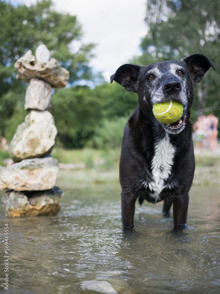 Black dog with tennis ball in mouth standing in Isar river, Bavaria, Germany Black dog with tennis ball in mouth standing in Isar river, Bavaria, Germany
