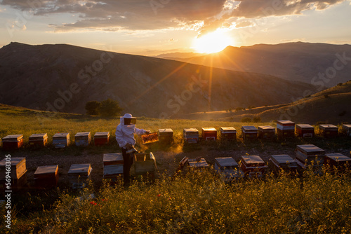 The beekeeper holds a honey cell with bees in his hands. Apiculture. Apiary. Working bees on honeycomb. Bees work on combs.