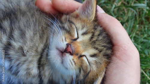 kätzchen in der hand schlafend photo