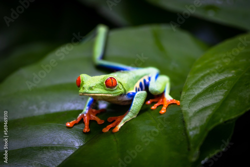 Red-eyed Tree Frog, Rotaugenlaubfrosch