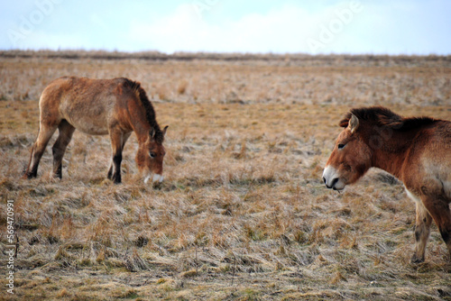 Przewalski's horse on a spring pasture. Horse rescue program, restoration of the steppe in the Dívčí hrady locality, Czech Republic. Rare and endangered wild horse. originally native in Central Asia.