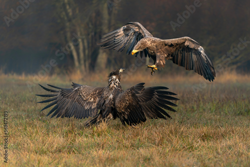 A pair of battling White tailed eagles (Haliaeetus albicilla) appear to be performing karate mid-air. Poland, europe. Fighting eagles. National Bird Poland.                                            