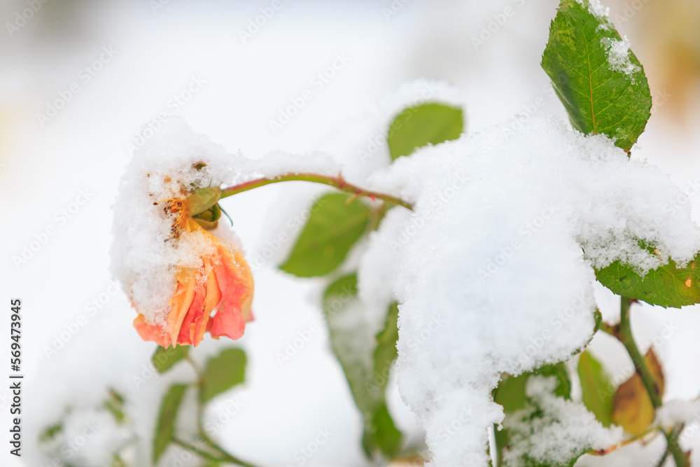 Withered flower in the snow on a street flower bed. Winter background Withered flower in the snow on a street flower bed. Winter background