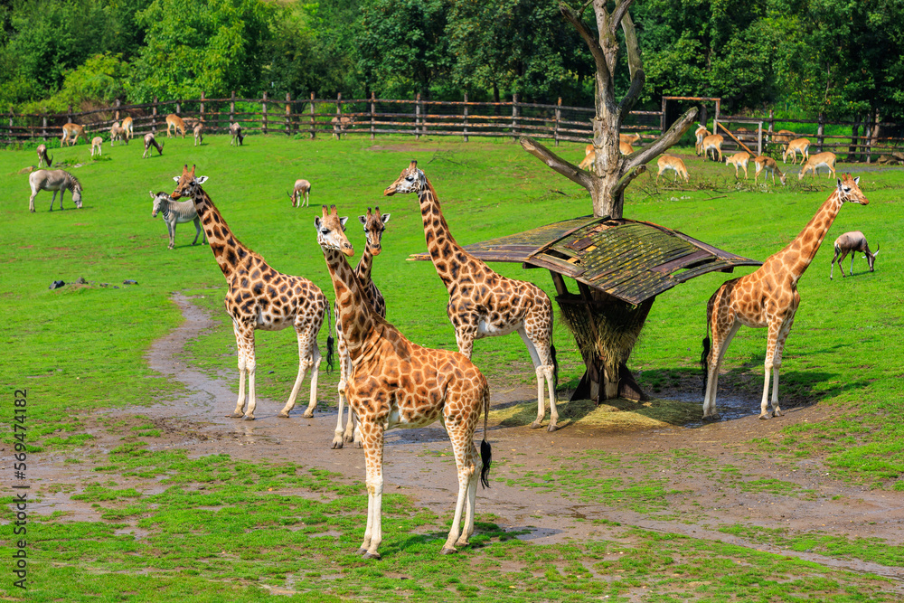 Very beautiful giraffes. Background with selective focus and copy space Very beautiful giraffes. Background with selective focus and copy space