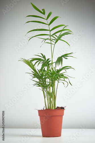 A green houseplant  parlour bella palm  in a plant pot against a white background