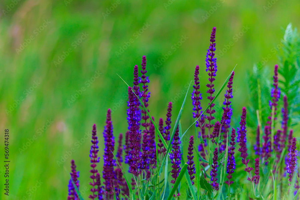 Wild field flowers. Blooming nature background, selective focus Wild field flowers. Blooming nature background, selective focus
