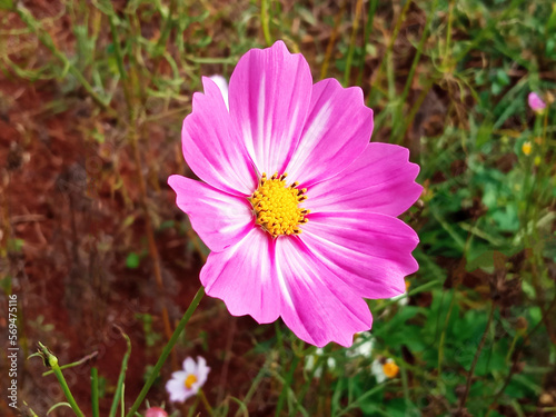 Close up, Single cosmos flower white pink color flower blossom blooming soft blurred background for stock photo, houseplant, spring floral