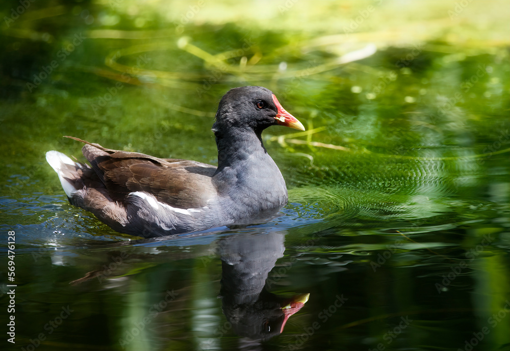Common Moorhen on the Great Stour River, Canterbury, England Common Moorhen on the Great Stour River, Canterbury, England