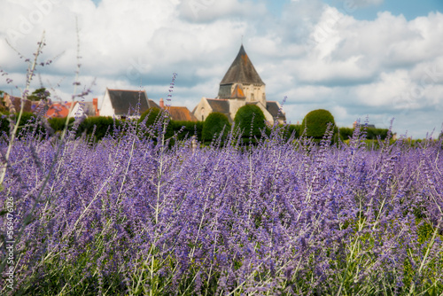 Perovskia Flowers in the Magnificent Gardens of the Castle of Villandry, Loire, France