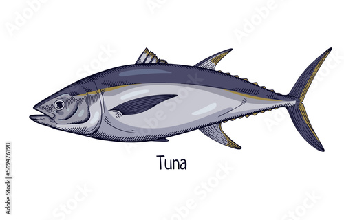 Tuna, retro-styled drawing of sea, ocean fish. Marine saltwater animal species profile in vintage style. Detailed realistic hand-drawn vector illustration isolated on white background
