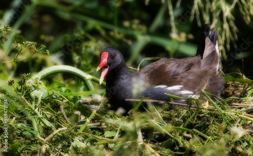 Common Moorhen Nesting on the Great Stour River  Canterbury  England