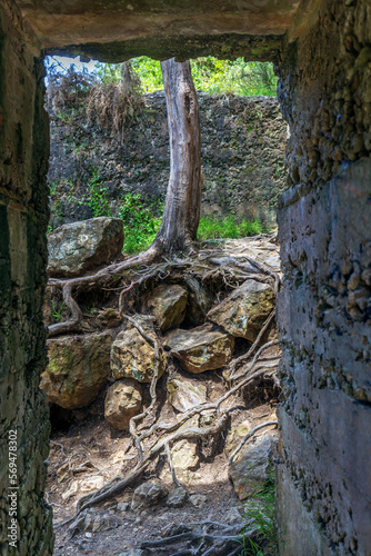 Tree through the ruins of industrial heritage related to the gold rush at Karangahake Gorge in New Zealand