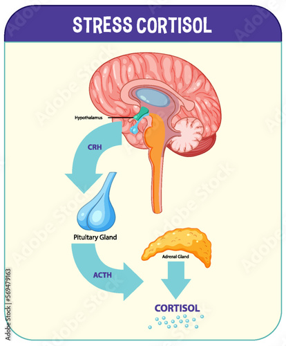 Stress response system scheme