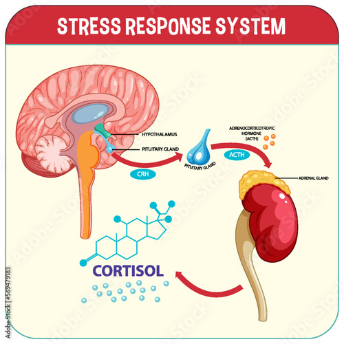 Stress response system scheme