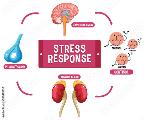 Stress response system scheme