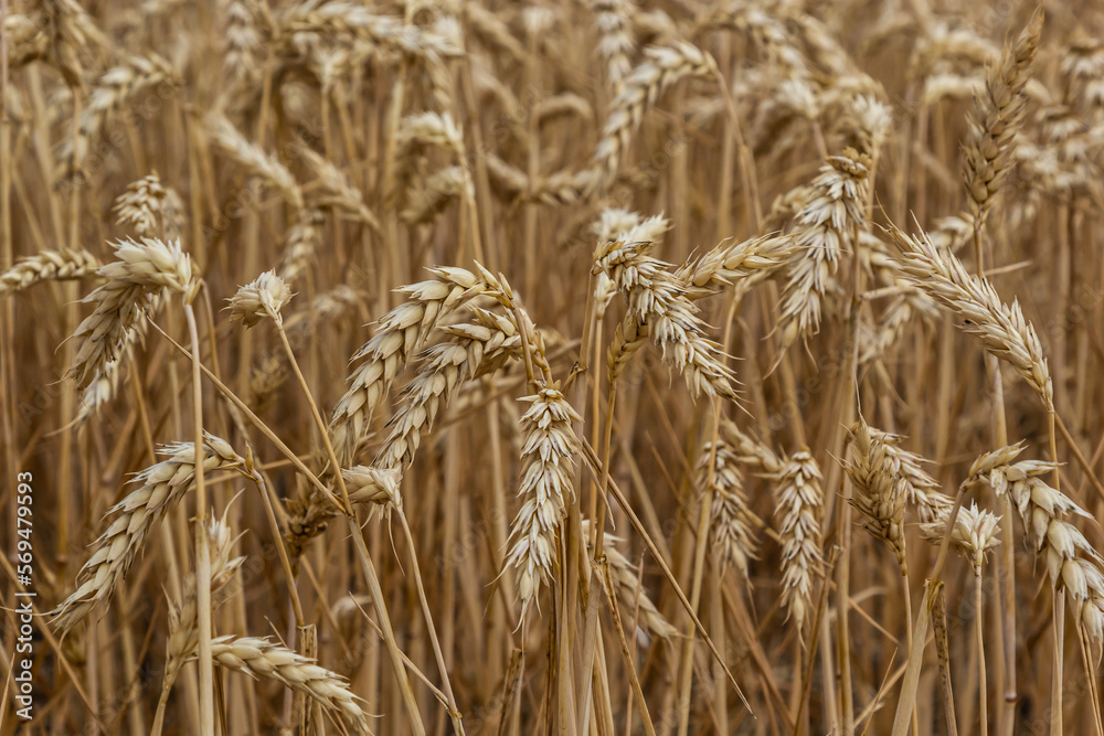 Rural scenery. Background of ripening ears of wheat field and sunlight. Crops field. Selective focus. Field landscape Rural scenery. Background of ripening ears of wheat field and sunlight. Crops field. Selective focus. Field landscape