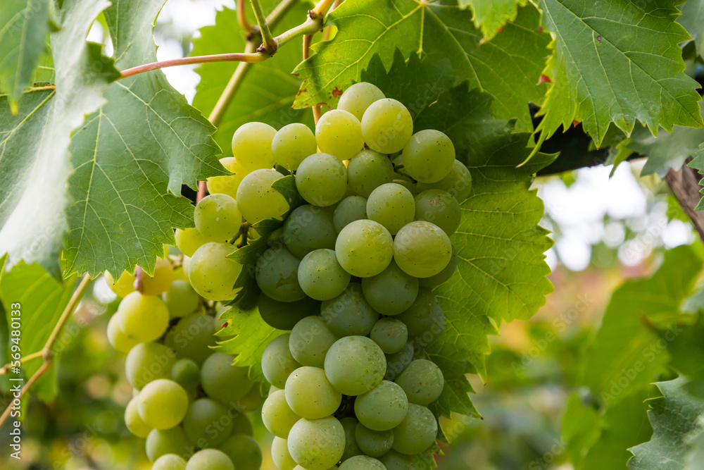 Juicy and tasty big bunches of ripe grapes on plantation bushes Juicy and tasty big bunches of ripe grapes on plantation bushes