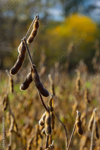 Soybeans pod macro. Harvest of soy beans - agriculture legumes plant. Soybean field - dry soyas pods © Oleh Marchak