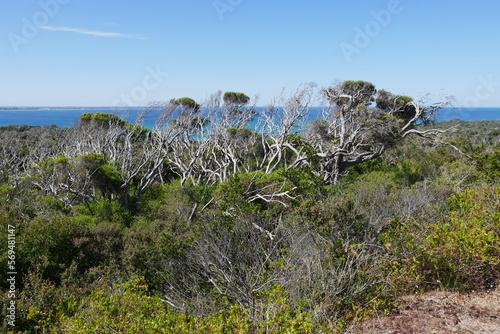 Buschland auf der Halbinsel Mornington bei Melbourne photo