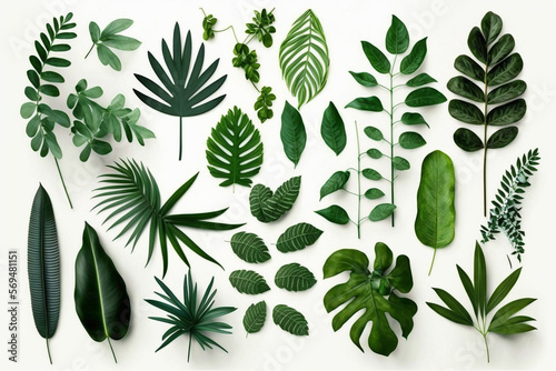 Tropical Exotic Luxury leaves isolated on white background. Graphic elements for advertising and creativity.Ai generated