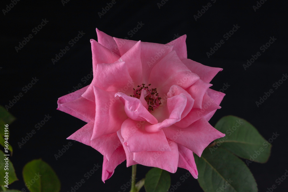 Fototapeta premium Pink rose flower with black background. Selective focus.