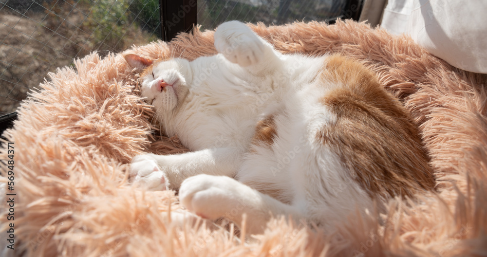 窓辺で眠る可愛い猫 茶トラ白 窓辺で眠る可愛い猫 茶トラ白