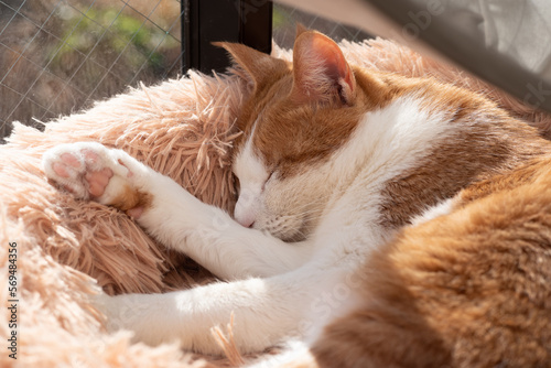 Fototapeta Naklejka Na Ścianę i Meble -  窓辺で眠る可愛い猫　茶トラ白