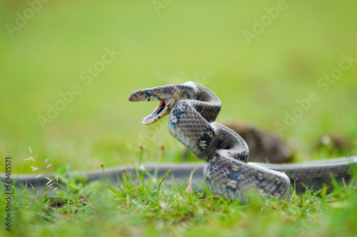 Montane Trinket snake, Coelognathus helena monticollaris, Mahableshwar, Maharashtra, India © RealityImages
