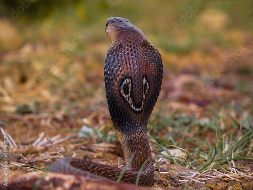 Indian spectacled cobra showing spectacle marks on back of the hood, Naja naja, Satara, Maharashtra,  India photo