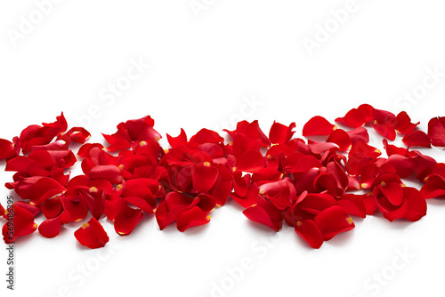 Valentine day petals of red roses isolated on white background