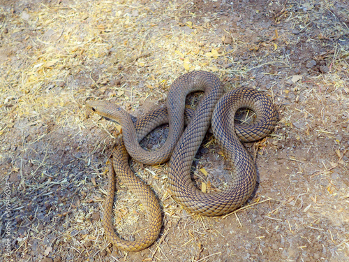 Stout sand snake, Psammophis longifrons, Satara, Maharashtra,  India