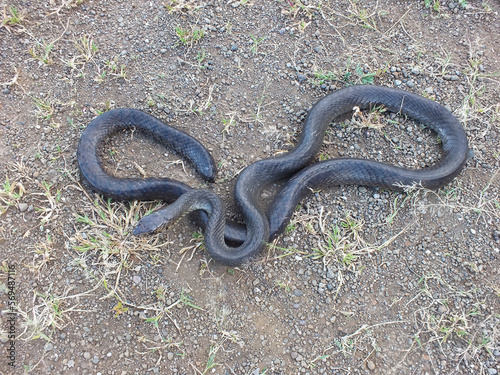 Foto Black morph of indian rat snake,  Ptyas mucosa, Satara, Maharashtra,  India