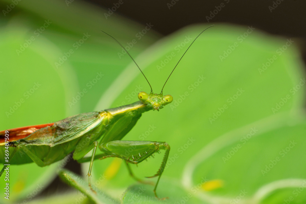 Fototapeta premium Flower mantis , euantissa pulchra, Satara, Maharashtra, India