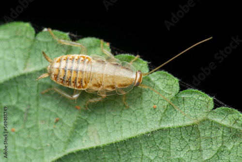 WIld cockroach species, Satara, Maharashtra, India