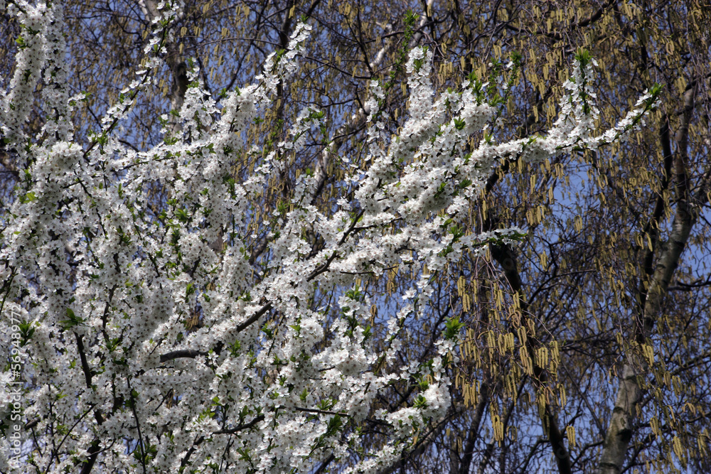 Cherry tree blossoming. Spring. Flowers. Blossom. Cherry tree blossoming. Spring. Flowers. Blossom.