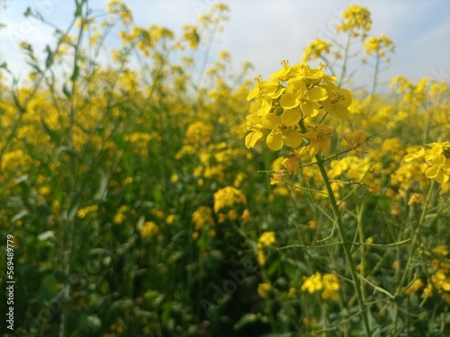 field of yellow flowers © Vector Stocks