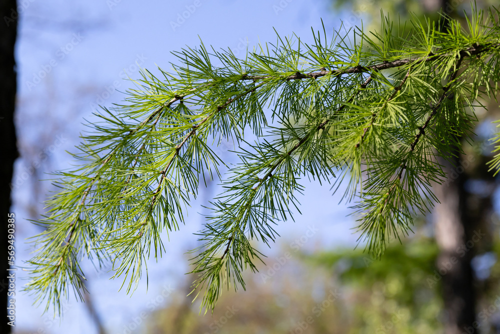 A branch of larch with young needles against the blue sky in the forest. spring theme. A branch of larch with young needles against the blue sky in the forest. spring theme.