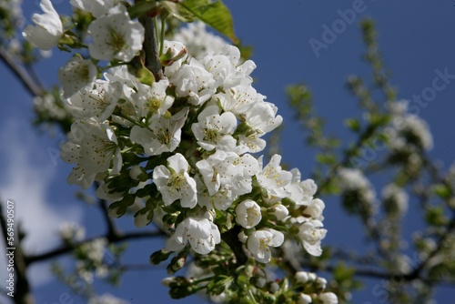 Pear tree blossom. Spring. Flower. Blossom. Netherlands.  photo