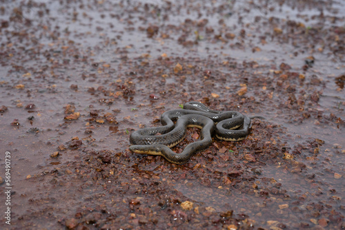 Rhabdops olivaceus, the olive trapezoid snake or olive forest snake, is a snake endemic to the Western Ghats of India photo