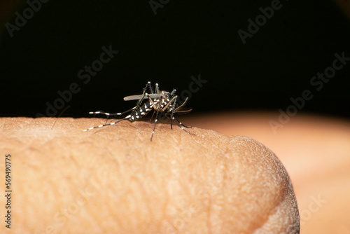Aedes albopictus , Stegomyia albopicta, from the mosquito (Culicidae) family, also known as the Asian tiger mosquito or forest mosquito