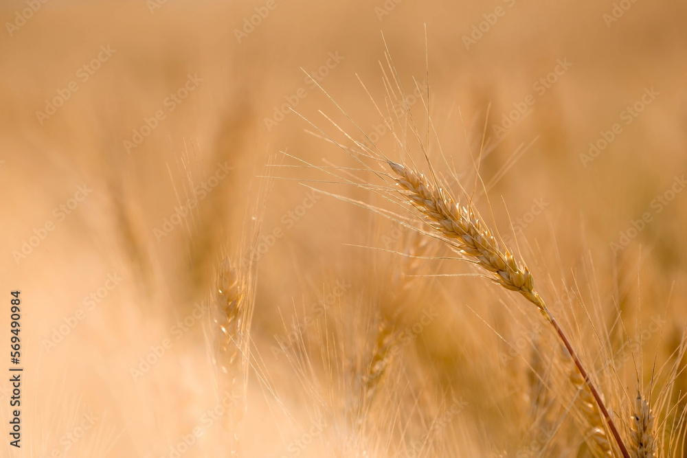 Golden ears of wheat on the background of a ripening field. Agricultural plant close-up. The concept of planting and harvesting a rich harvest. Rural landscape at sunset. Golden ears of wheat on the background of a ripening field. Agricultural plant close-up. The concept of planting and harvesting a rich harvest. Rural landscape at sunset.