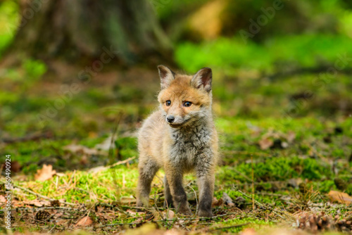 Cute Red Fox, Vulpes vulpes in fall forest. Beautiful animal in the nature habitat. Wildlife scene from the wild nature. Red fox running in orange autumn leaves