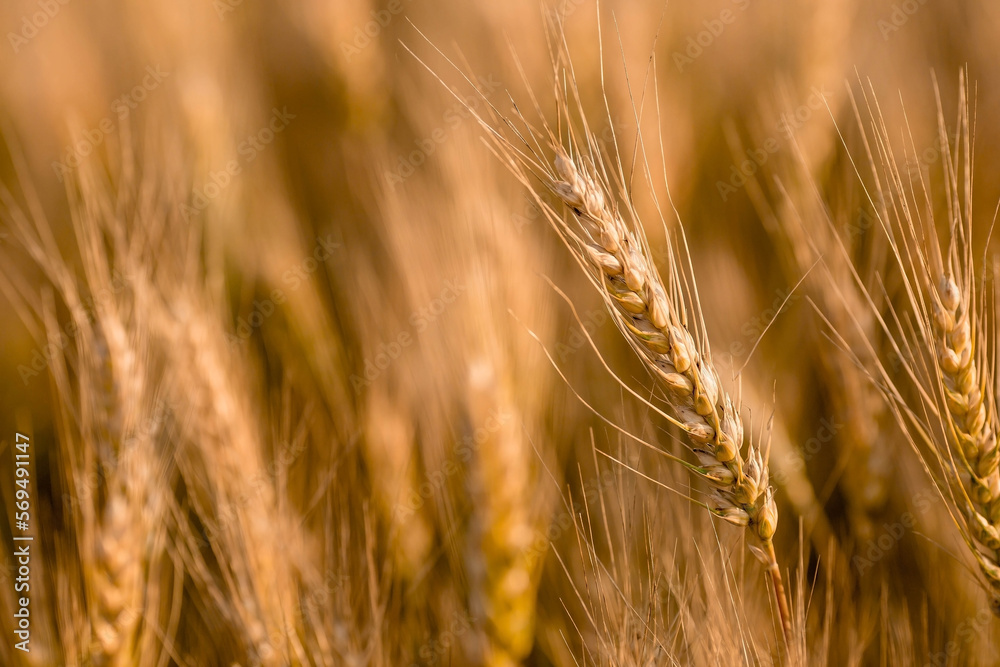 Golden ears of wheat on the background of a ripening field. Agricultural plant close-up. The concept of planting and harvesting a rich harvest. Rural landscape at sunset. Golden ears of wheat on the background of a ripening field. Agricultural plant close-up. The concept of planting and harvesting a rich harvest. Rural landscape at sunset.